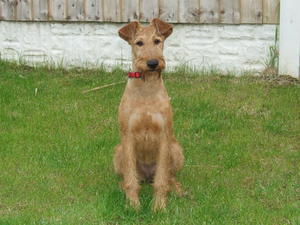 irish-terrier picture
