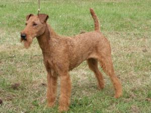 irish-terrier picture