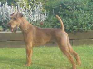 irish-terrier picture