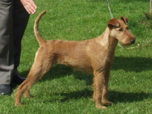 irish-terrier picture
