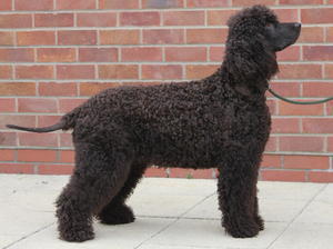 irish-water-spaniel picture