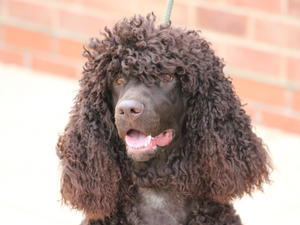 irish-water-spaniel picture