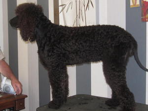 irish-water-spaniel picture