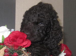 irish-water-spaniel picture
