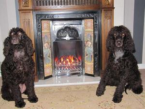 irish-water-spaniel picture