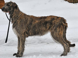 irish-wolfhound picture