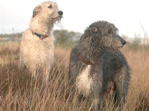irish-wolfhound picture