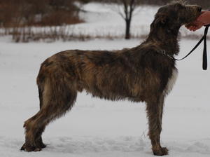 irish-wolfhound picture