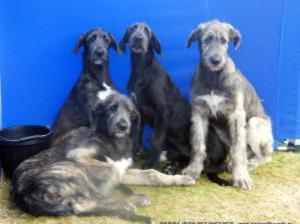 irish-wolfhound picture
