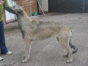 irish-wolfhound picture