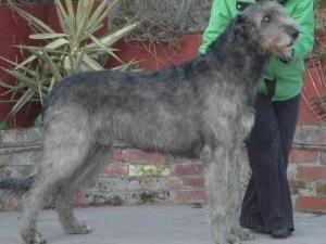 irish-wolfhound picture