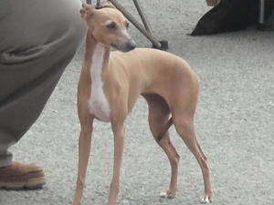 italian-greyhound picture