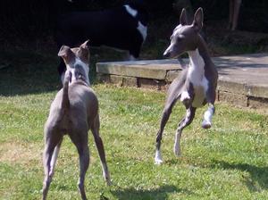 italian-greyhound picture