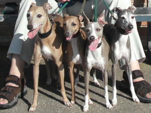 italian-greyhound picture