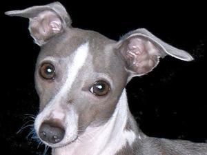italian-greyhound picture