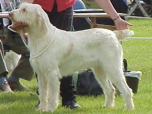 Italian Spinone picture