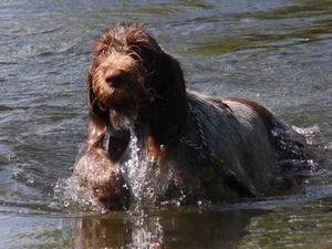 italian-spinone picture