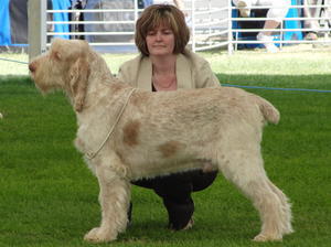 italian-spinone picture