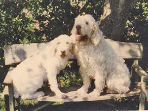 italian-spinone picture