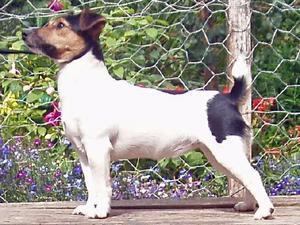 Jack Russell Terrier picture