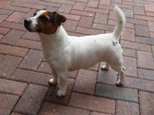 jack-russell-terrier picture