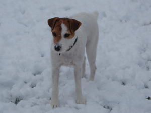 jack-russell-terrier picture
