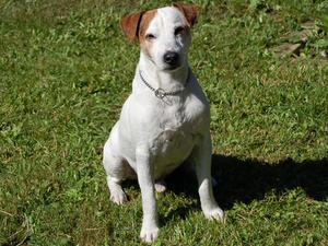jack-russell-terrier picture