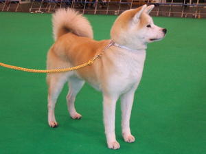 Japanese Akita Inu picture