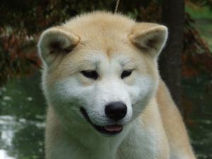 japanese-akita-inu picture