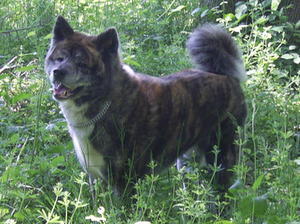 japanese-akita-inu picture
