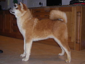 japanese-akita-inu picture