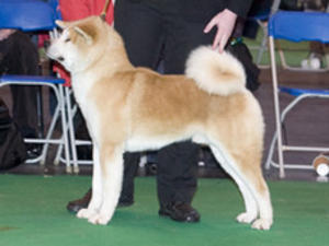 japanese-akita-inu picture