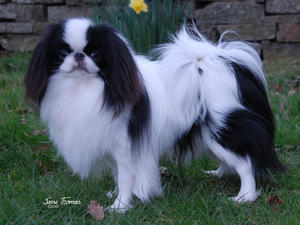 Japanese Chin picture