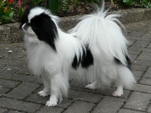 japanese-chin picture