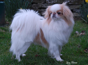 japanese-chin picture