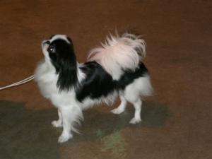 japanese-chin picture