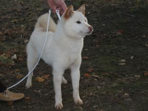 japanese-shiba-inu picture