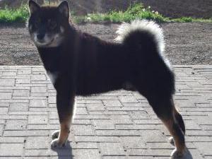 japanese-shiba-inu picture