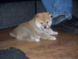 japanese-shiba-inu picture