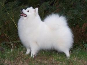 Japanese Spitz picture