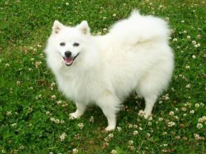japanese-spitz picture