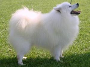 japanese-spitz picture