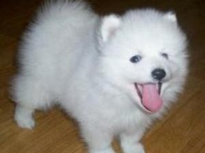 japanese-spitz picture