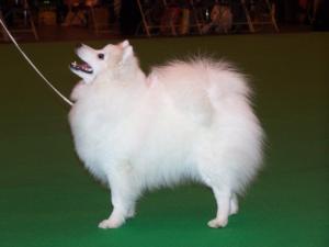 japanese-spitz picture