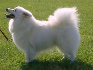 japanese-spitz picture