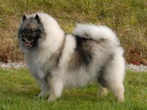 keeshond picture