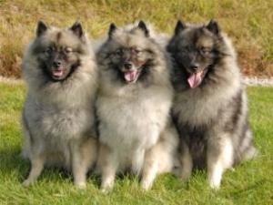 keeshond picture