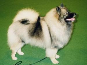 keeshond picture