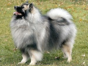 keeshond picture
