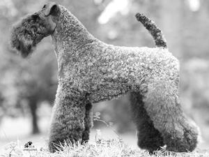 kerry-blue-terrier picture
